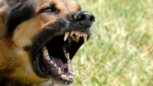 dog attack leads to arrest